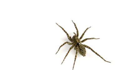 10 Things You’re Forgetting to do to Keep Spiders Away