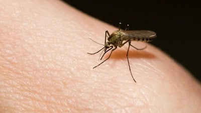 5 Reasons Why Mosquitos Are Still Biting You